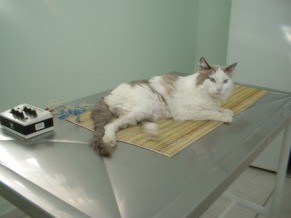 Fisioterapia veterinária é alternativa para cuidar dos animais